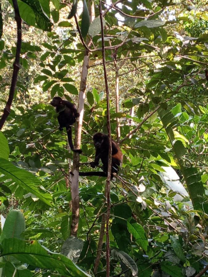 Вилла Jungle Paunch Бокас-дель-Торо Экстерьер фото