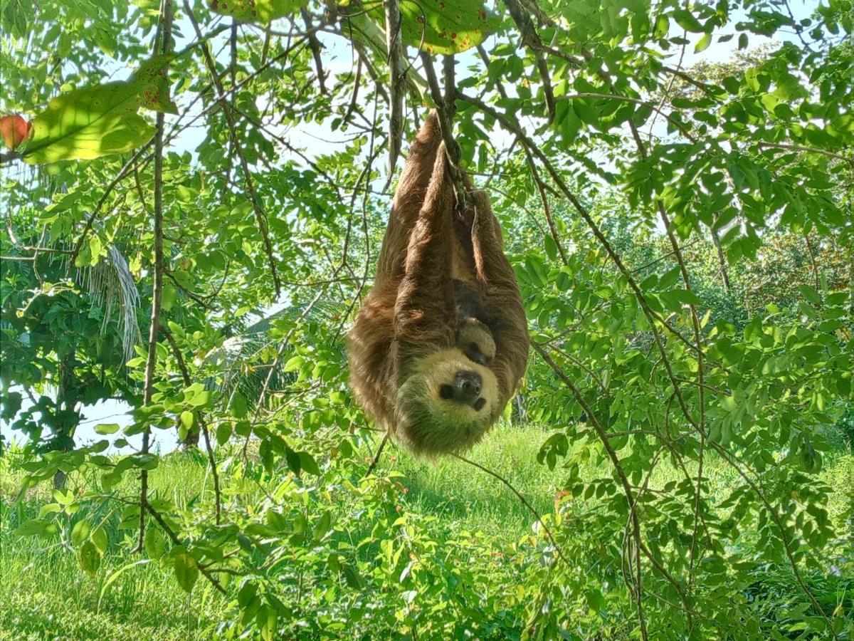 Вилла Jungle Paunch Бокас-дель-Торо Экстерьер фото