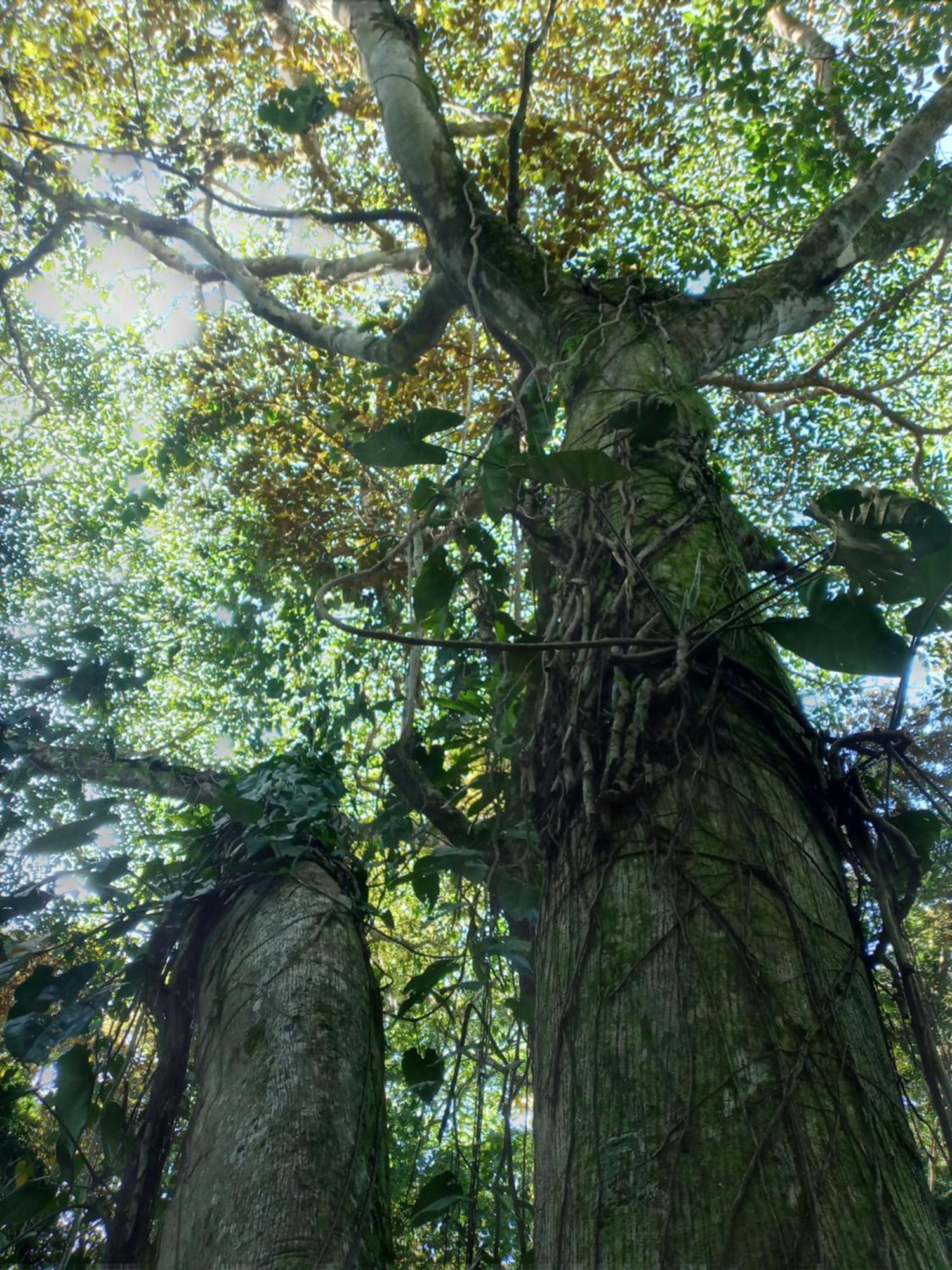 Вилла Jungle Paunch Бокас-дель-Торо Экстерьер фото